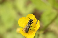 Chelostoma florisomne