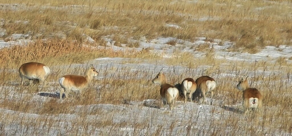Mongolian Gazelle
