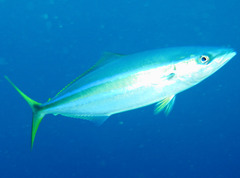Elagatis bipinnulata