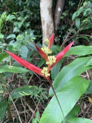 Heliconia psittacorum