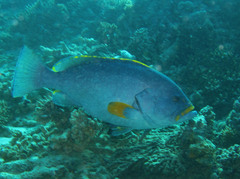 Epinephelus flavocaeruleus