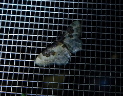 Idaea rusticata