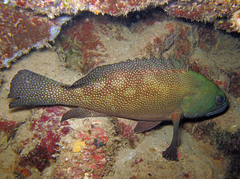Epinephelus ongus