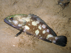 Epinephelus ongus