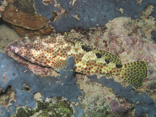 Foursaddle grouper (Epinephelus spilotoceps) — Serranidae — 5