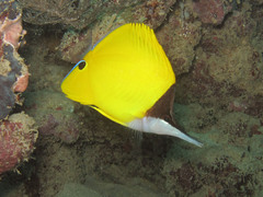 Forcipiger flavissimus