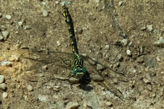 Ceratogomphus pictus