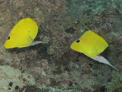 Forcipiger longirostris
