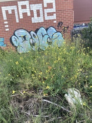 Brassica oleracea