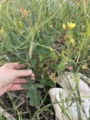Brassica oleracea