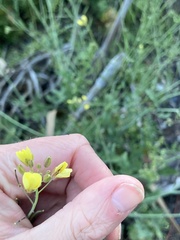 Brassica oleracea