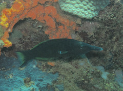 Gomphosus caeruleus