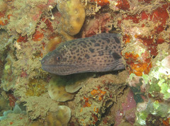 Gymnothorax javanicus