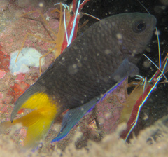 Neopomacentrus violascens