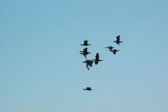 Phalacrocorax carbo