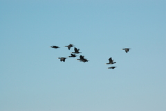 Phalacrocorax carbo