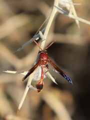 Delta hottentotum elegans