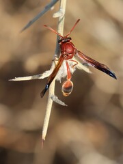 Delta hottentotum elegans