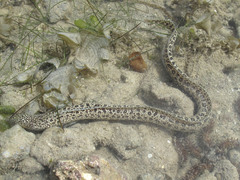 Gymnothorax pictus