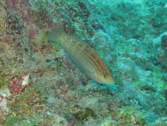 Halichoeres cosmetus