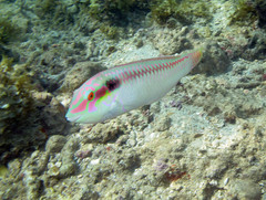 Halichoeres scapularis