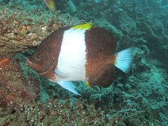 Hemitaurichthys zoster