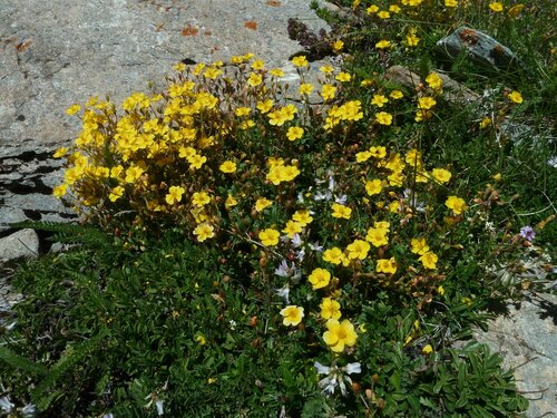 Image of Alpine Rock-Rose (Helianthemum alpestre) by no rights reserved