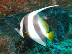 Heniochus acuminatus