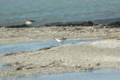 Charadrius alexandrinus