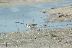 Charadrius alexandrinus