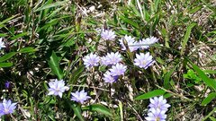 Gentiana arisanensis