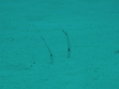 Heteroconger hassi