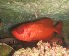 Heteropriacanthus carolinus