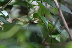 Catopyrops florinda