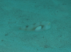 Iniistius aneitensis