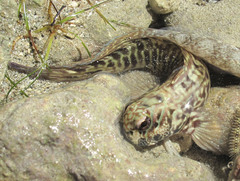 Istiblennius edentulus