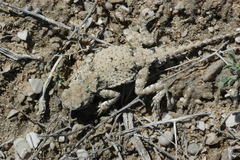 Phrynocephalus helioscopus