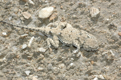 Phrynocephalus helioscopus