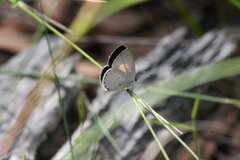 Candalides xanthospilos