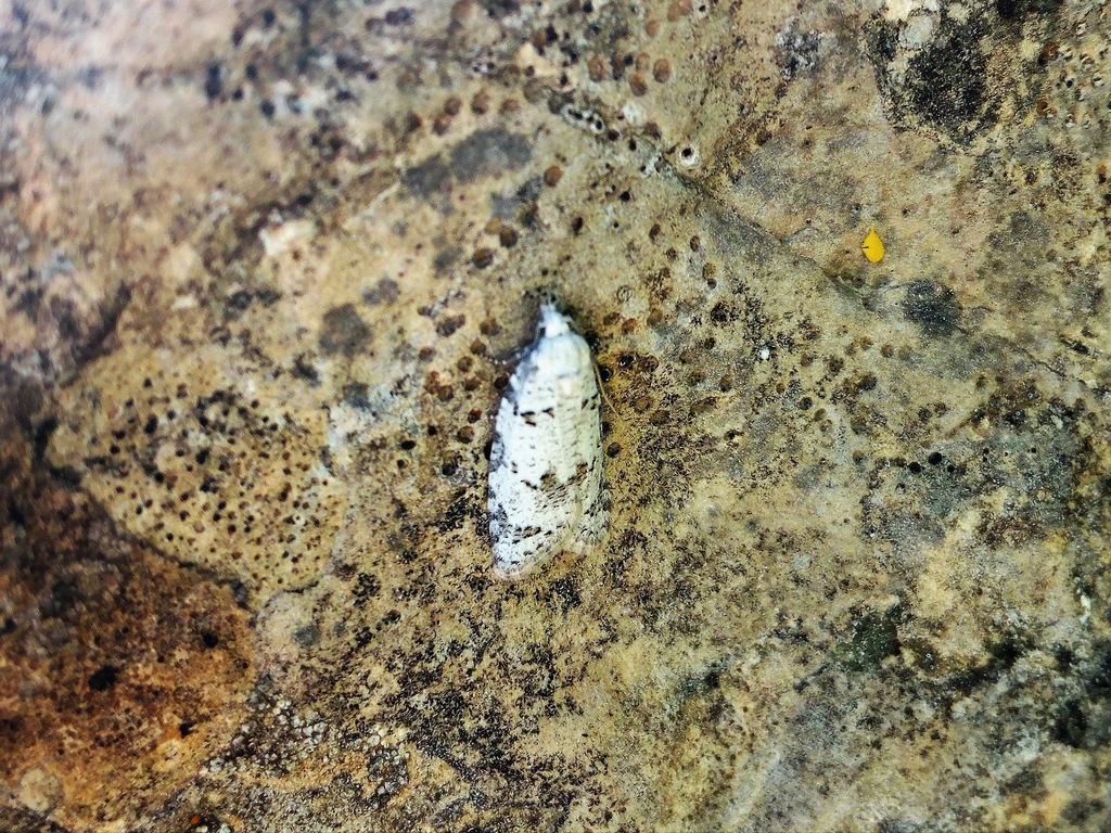 Eana canescana