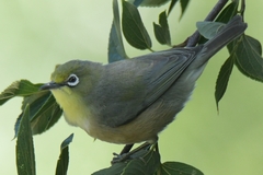 Zosterops pallidus