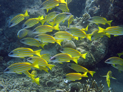 Lutjanus kasmira