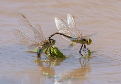 Anax ephippiger