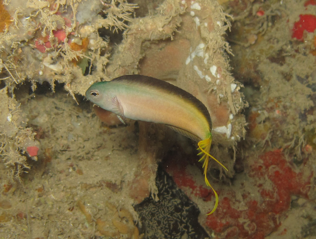 Mozambique Fangblenny