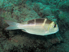 Monotaxis grandoculis