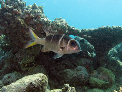 Monotaxis heterodon