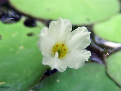 Nymphoides hydrophylla