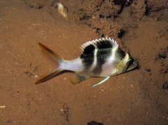 Monotaxis heterodon