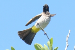 Pycnonotus nigricans