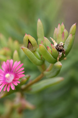 Delosperma versicolor